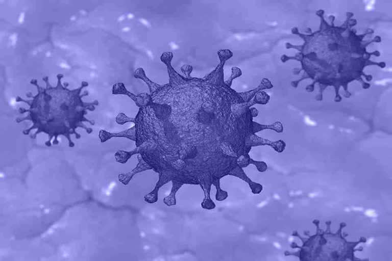 coronavirus positive in mandi