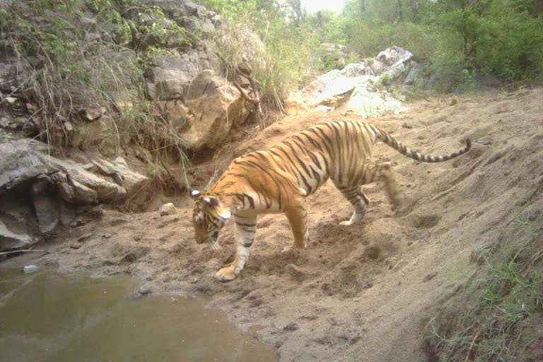 Malai Mahadeshwara Wildlife Sanctuary