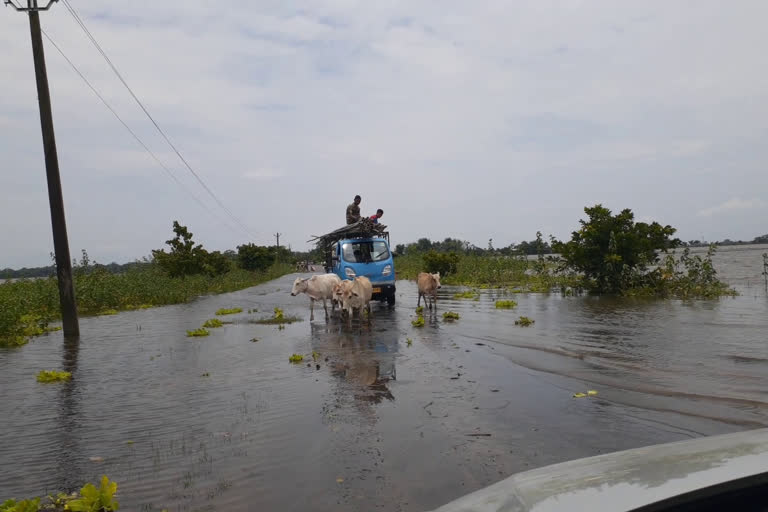 moran-shortage-of-animal-food-in-lejai-dibrugarh