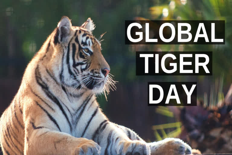 global tiger day ,report of Tiger Census