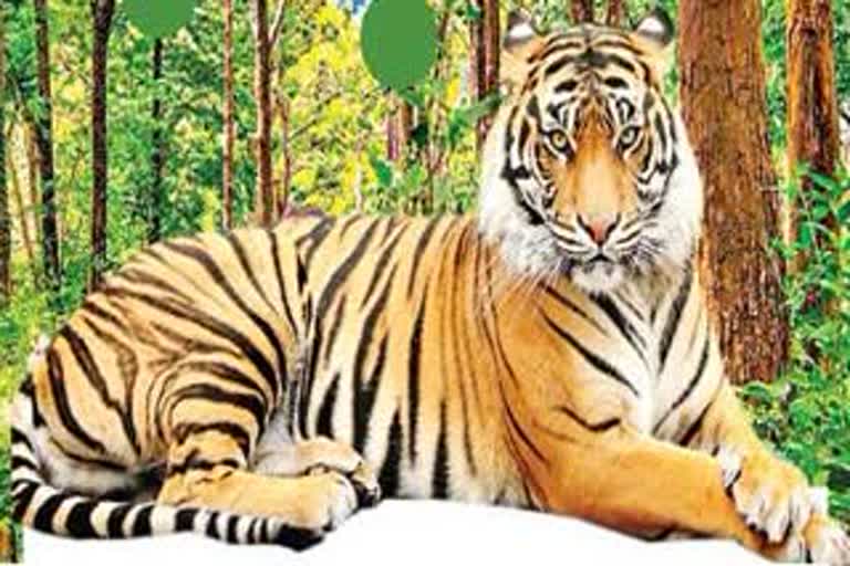 World TigerDay