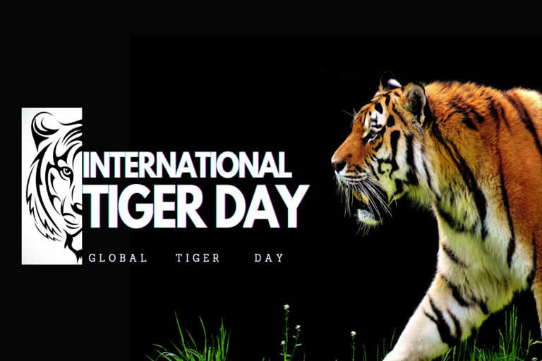 July 29 celebrated as Global Tiger Day ,International Tiger Day
