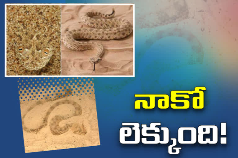 special story on Sand Viper snake