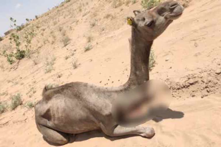 जैसलमेर में ऊंटनी की पिटाई, Camel beats in Jaisalmer