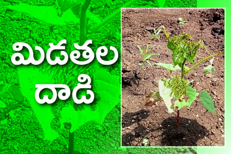 lucast attack on cotton field