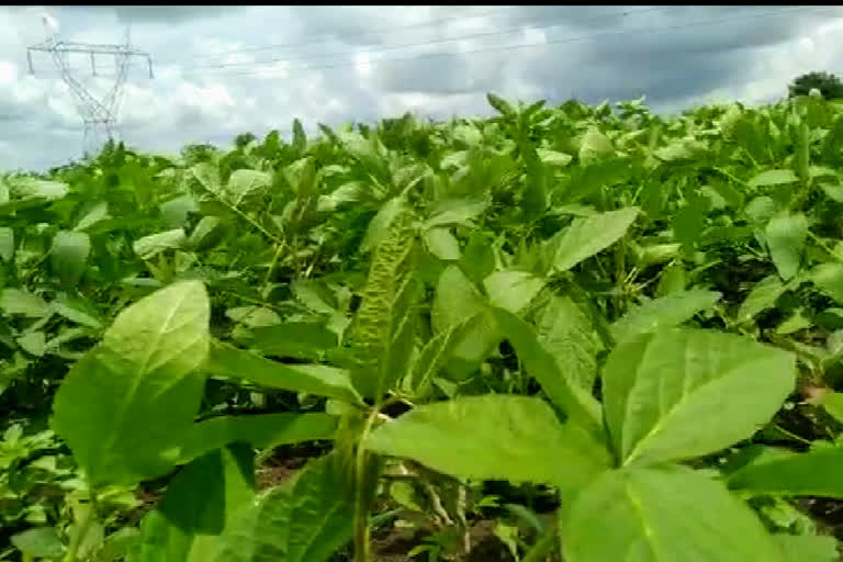 Kharif crops in Nanded district are green