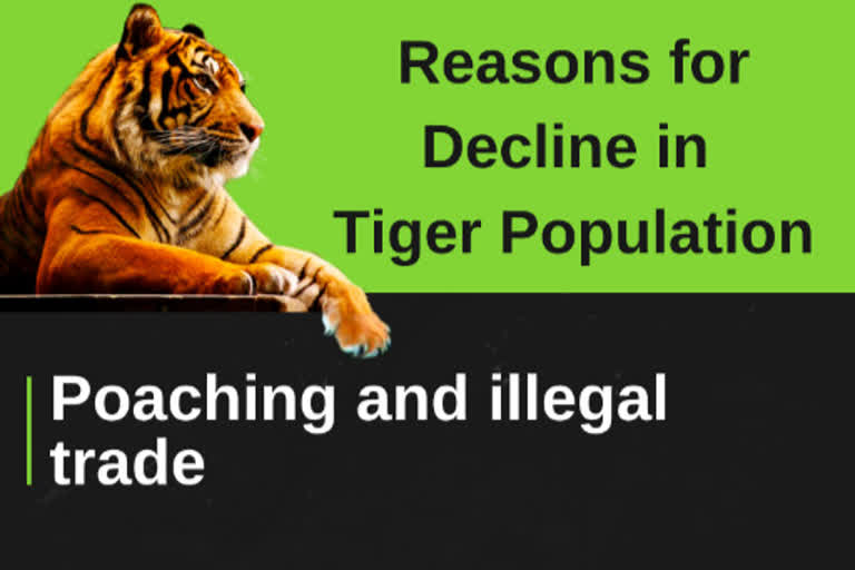 Today is International Tiger Day