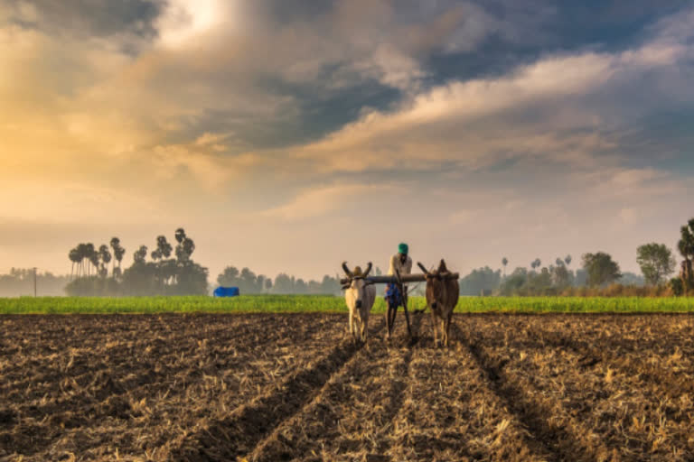 fertilizer delers dealers demanding about shops open