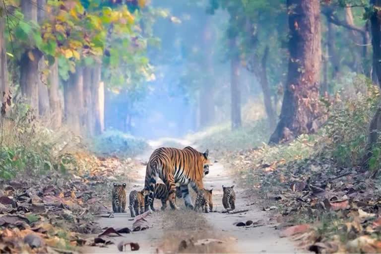 international tiger day 2020