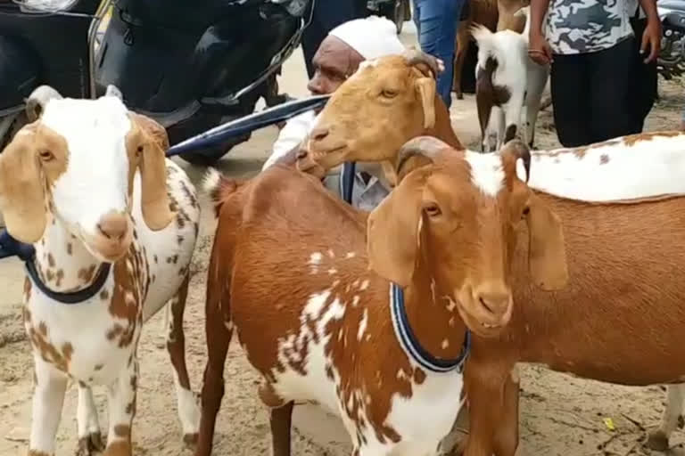 مرادآباد کا طاہر پور بازار میں قربانی کے جانبور