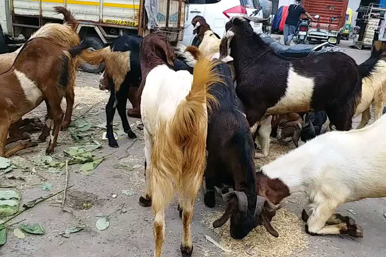 Indore: Traders and buyers upset over non-opening of goat market