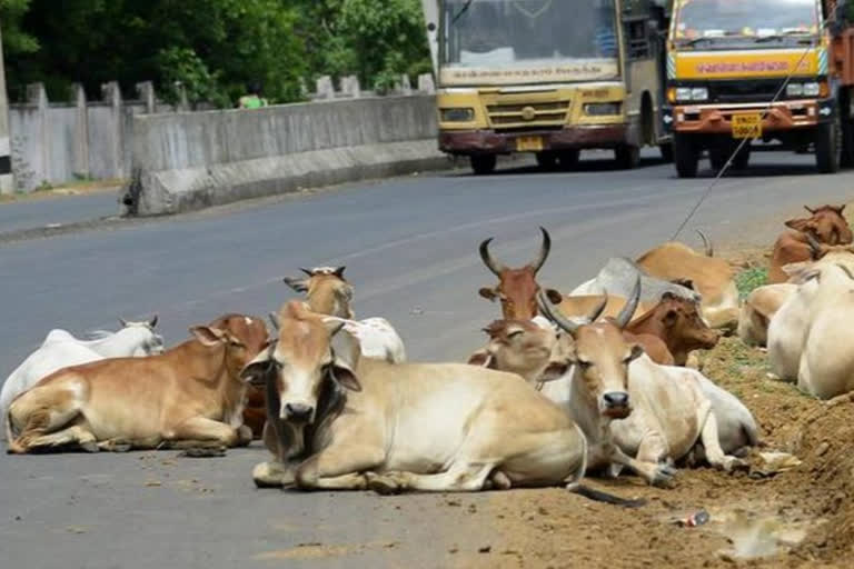 Filed a case against the owner of a stray cattle in sindhudurg