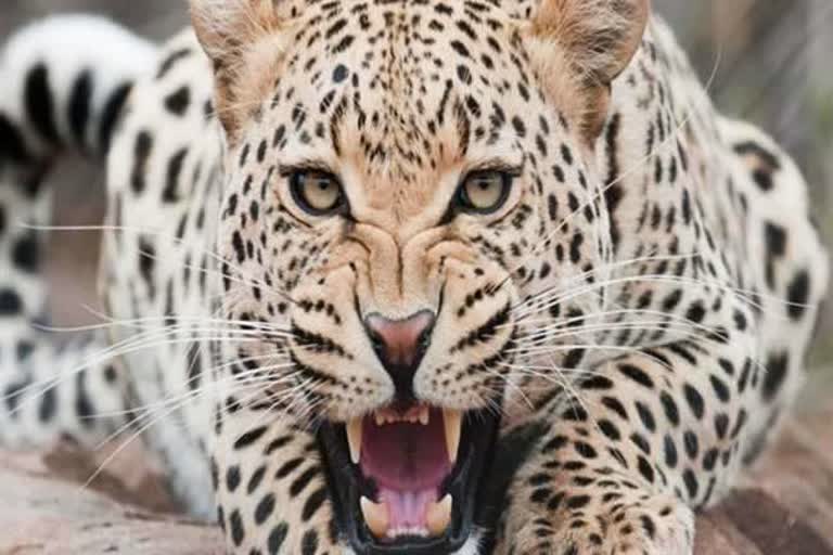 ramnagar leopard attacked