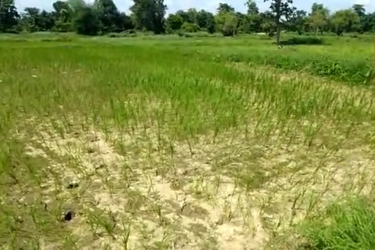 Drought in Gondia district; Decreased average rainfall, impact on paddy crops