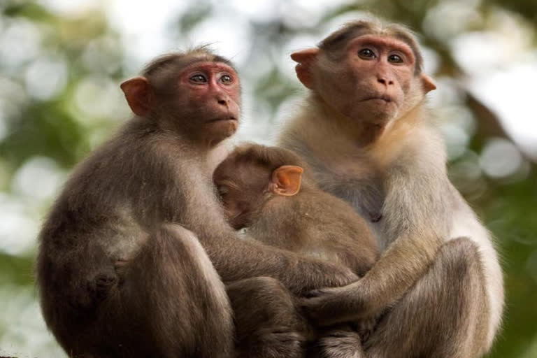 Officers land verification for monkey food court in parvathagiri mandal