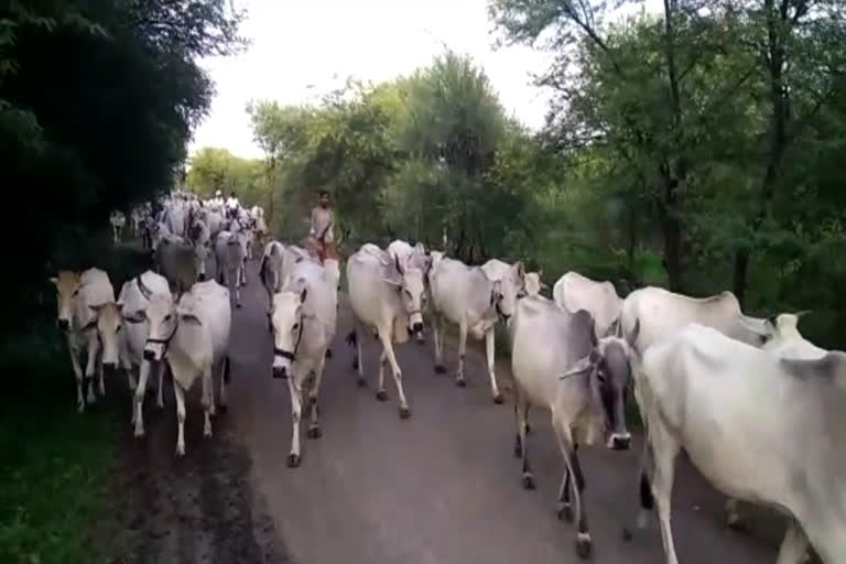 Villagers took up the responsibility of cows