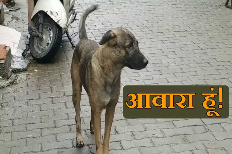 population of street dogs increased