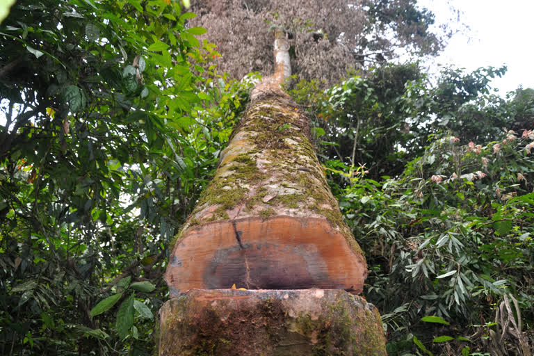 AASU dibrugarh district Committee visit rainforest