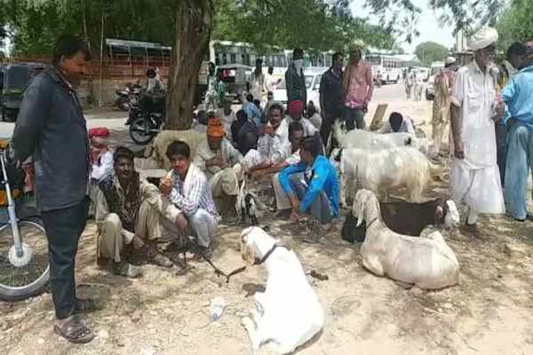 जैसलमेर बकरा मंडी, Jaisalmer goat market