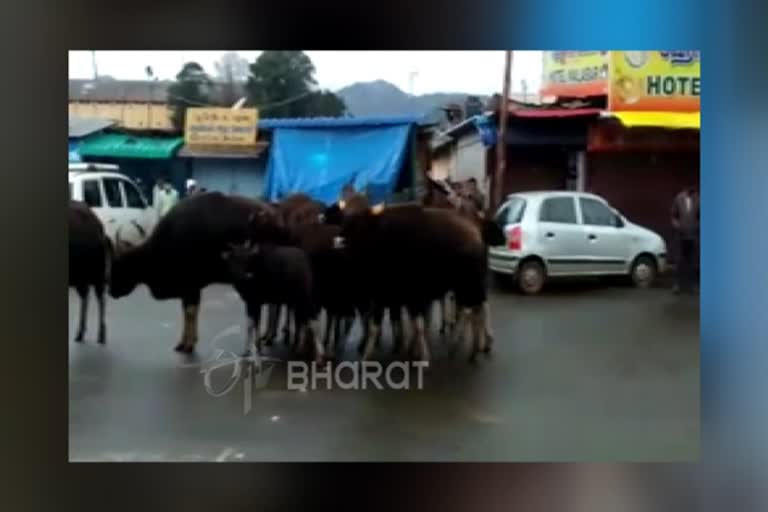 கும்பலாக சுத்தும் காட்டெருமைகள்