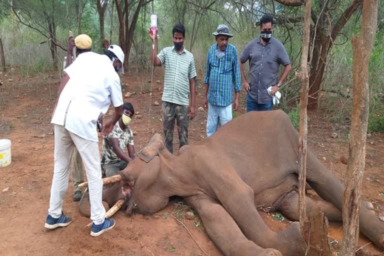 மருத்துவ குழுவினர் யானைக்கு தீவிர சிகிச்சை