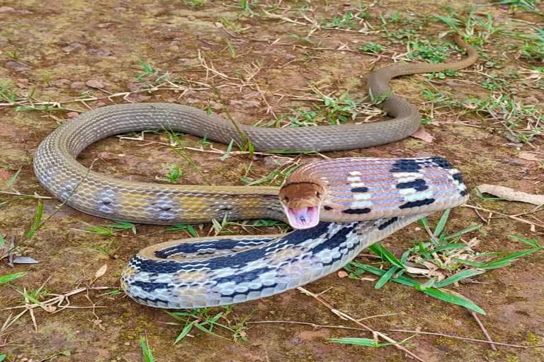 snake venom collection center to be built in Jashpur