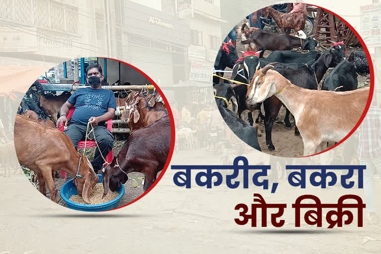 corona is dampening goat sales in bakrid in ranchi