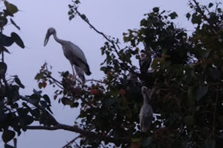 Migratory birds reached Lachkera