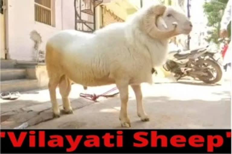 Vilayati Sheep