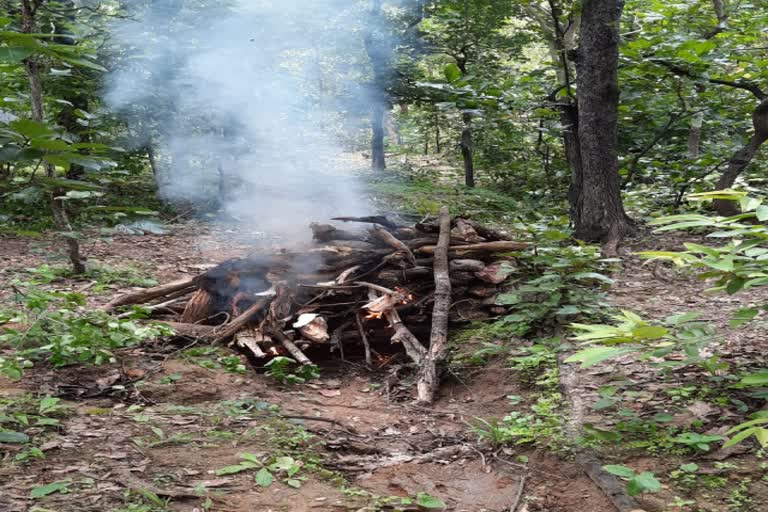 5-arrested-for-killing-bison-in-kawardha