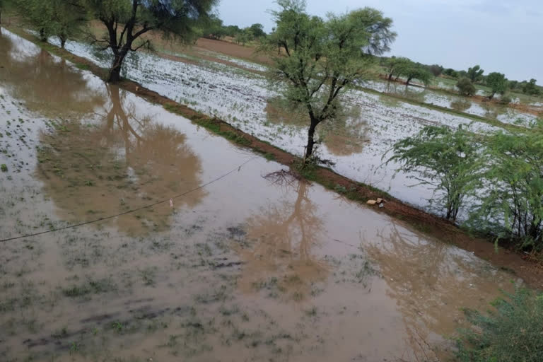 Bhopalgarh news, heavy rains, farmer