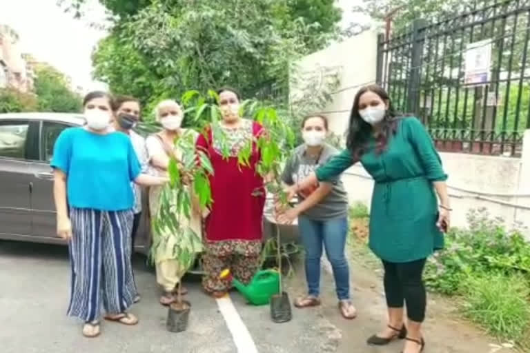 saplings planted at santushti apartment in vasantkunj by rwa and ngo