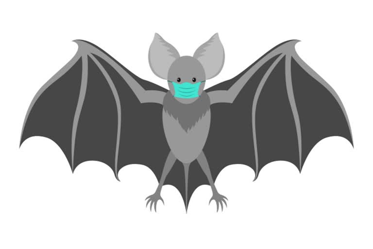 research on bat