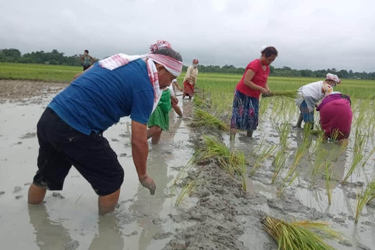 প্ৰয়াত দলীয় কৰ্মীৰ খেতিপথাৰত ভুঁই ৰুই সহায় কৰিলে বিধায়কে