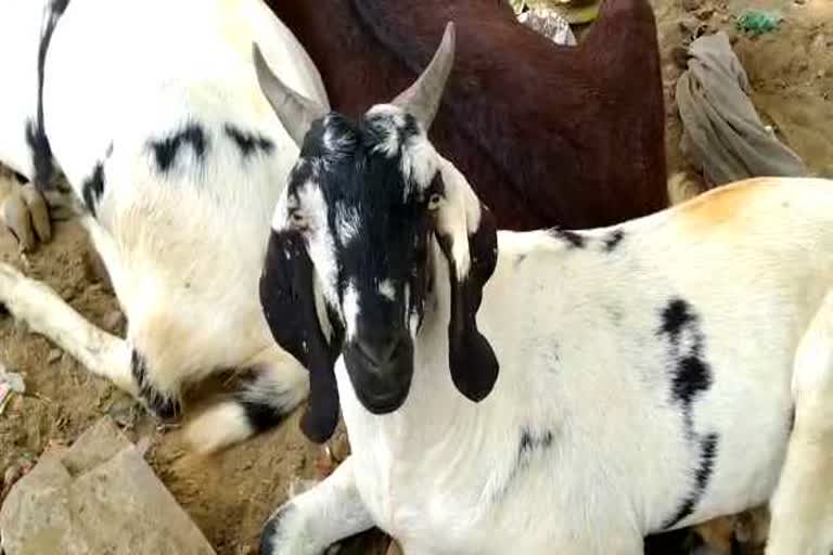 Goats will not be sacrificed on Bakrid in Bhiwani