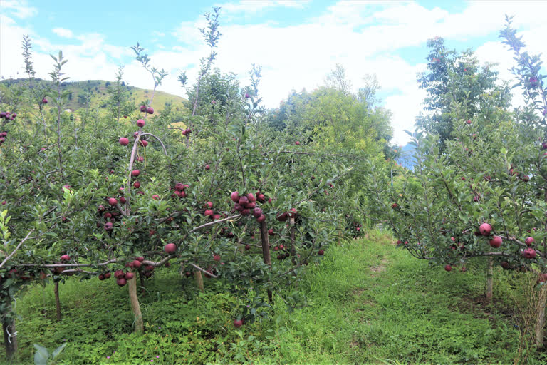 apple orchard shimla