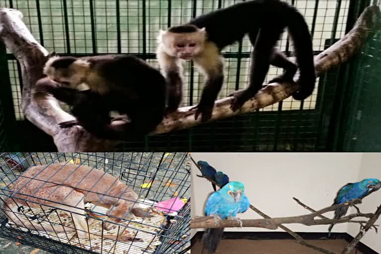 rescued_animals_in_guwahati-zoo