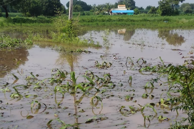 heavy rain in ahmednagar