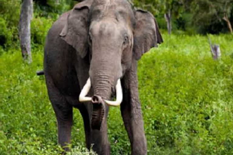 elephant attacked