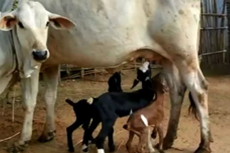 cow feed to goats in geddangi in east godavari district