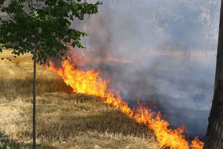 SC asks states about arrangements made to prevent stubble burning