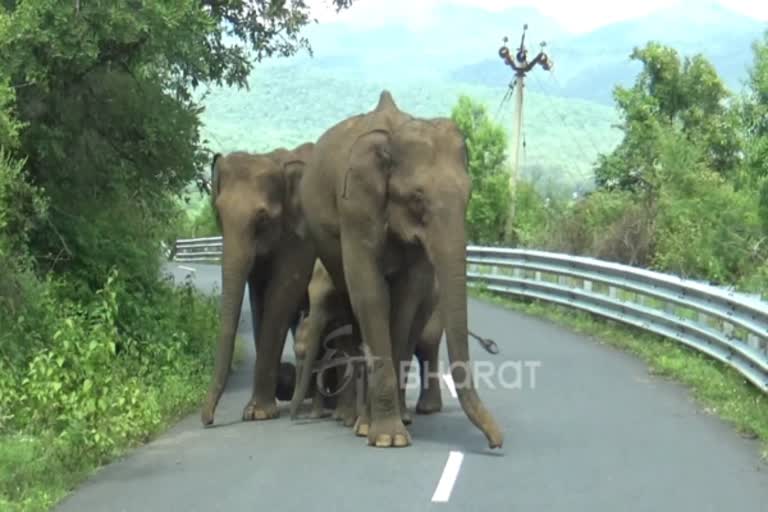 மனித தடுப்புகளால் வழித்தெரியாது நின்று யானை கூட்டம்!