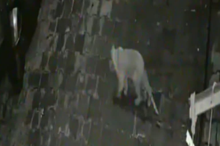 strange animal was caught in CCTV in Vaishali area ghaziabad