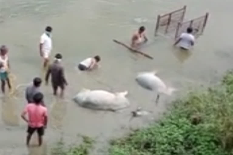 two ox died in river at ramakrishnapur