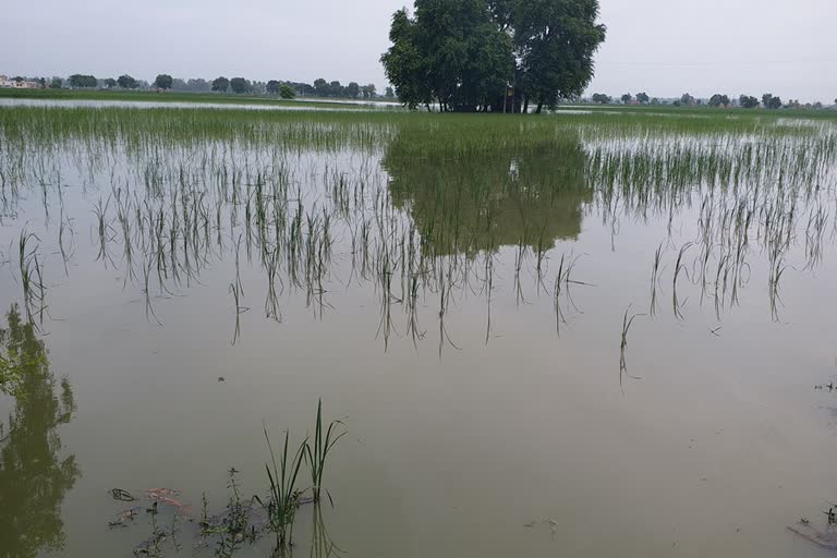 paddy crop destroyed due to waterlogging in khanod village kaithal