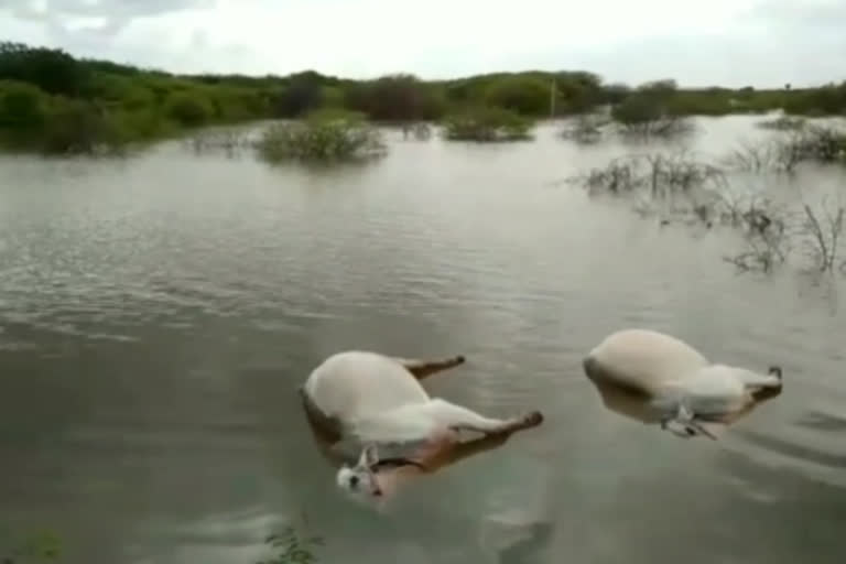 Two bulls drowned at abbey dhoddi village ananthapuram district