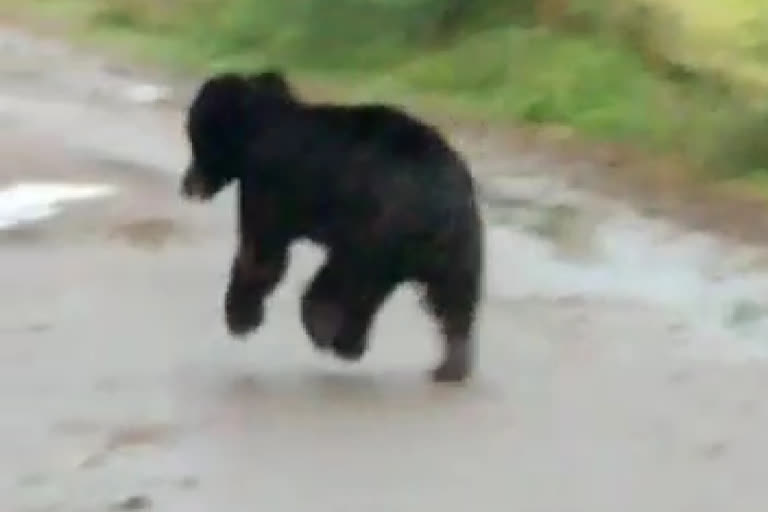 Bear walking in the fields