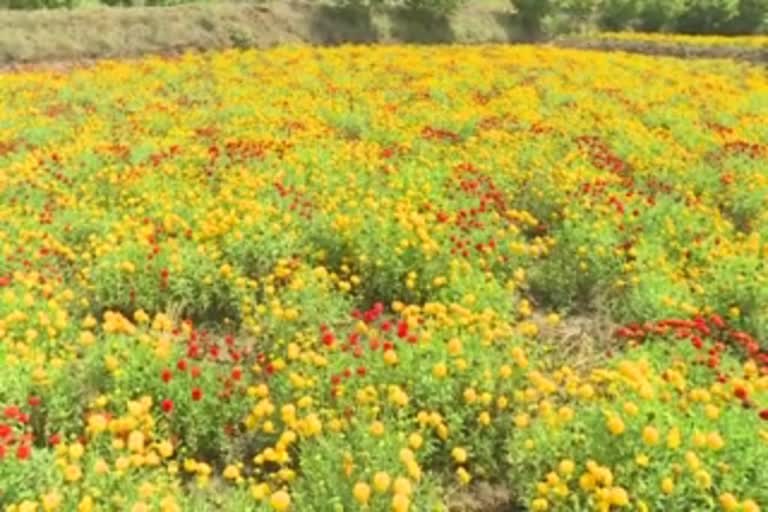 Flower Growers not yet recived Comensation