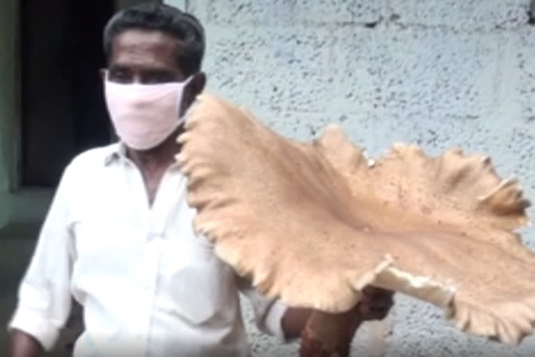 2 kg mushroom in idukki kerala