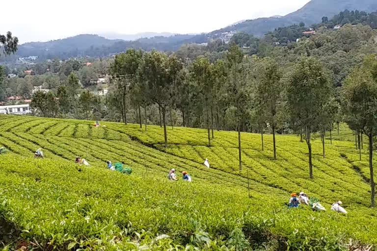 Green Tea Price Fixed for August